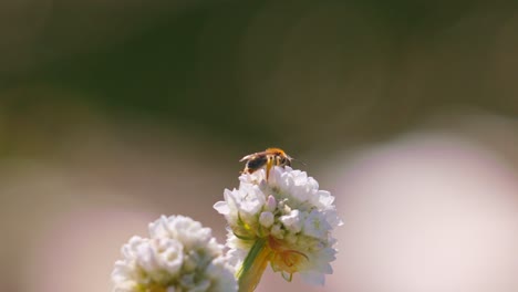 Honigbiene-Aus-Nächster-Nähe,-Die-Im-Frühling-Auf-Einer-Blume-Kriecht