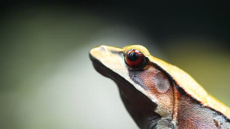 Zweifarbiger-Frosch-Aus-Den-Westlichen-Ghats-Indiens-In-Den-Halbimmergrünen-Wäldern-Während-Der-Monsunzeit,-Eine-Seitenansicht,-Nahaufnahme-Mit-Dem-Roten-Auge-Vor-Dunklem-Hintergrund