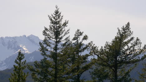 Close-up-Pine-Trees-with-Snowy-Mountain-Background