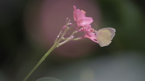 Überfluteter,-Blitzgelber-Schmetterling,-Der-Sich-Von-Rosa-Blüten-Ernährt-Und-Dann-In-Zeitlupe-Davonfliegt