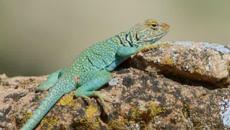 Close-Up-Collared-Lizard-on-moss-covered-rock