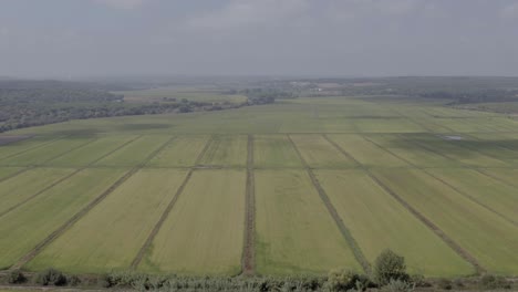 Riesiges-Grünes-Reisfeldmuster.-Luftaufnahme
