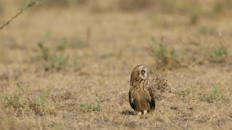A-disturbed-Short-eared-owl-comes-and-sits-in-open-ground-in-mid-day-as-the-haze-is-turning-it-into-a-mirage-like-figure-in-Kutch-,-Gujarat-India-during-Winter