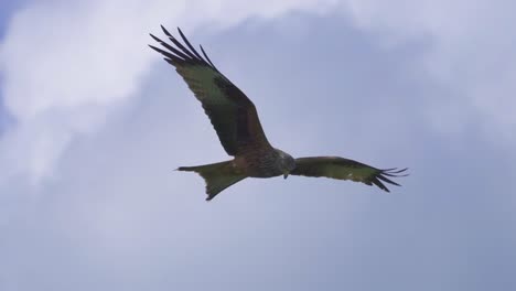Red-kite-milvus-soaring-in-the-air-during-cloudy-day,-close-up-track-shot