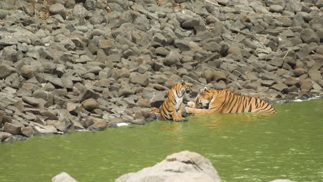 Mother-Tigress-enters-water-reverse-to-cool-off-along-with-her-Cute-son