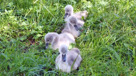 Group-of-baby-swans-sitting-in-meadow-and-eating-grass-during-beautiful-summer-day,close-up