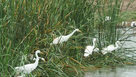 Egrets-battle-for-favourable-hunting-position-on-the-reeds-during-a-monsoon-morning