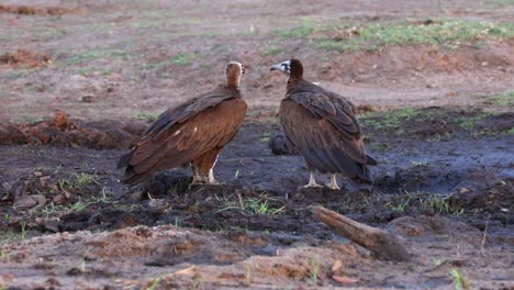 Pair-of-Hooded-Vultures-scavenge-for-food-in-the-mud-near-Chobe-River