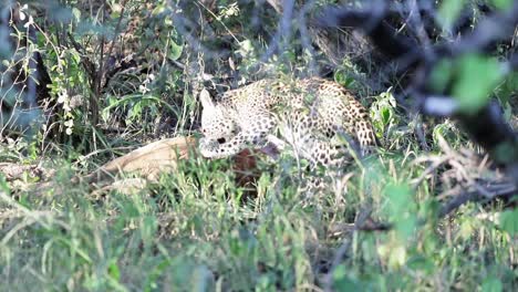 Afrikanischer-Leopard-Ernährt-Sich-Von-Kürzlich-Getöteten-Antilopenkadavern,-Helle-Sonne