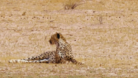 Alert-Southeast-African-Cheetah-laying-in-an-open-plain-in-Botswana,-searching-for-prey
