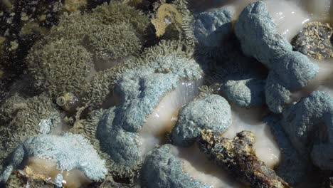 Pulse-or-pumping-soft-coral-during-low-tide,-sunny-day,-reef-exposed-to-elements