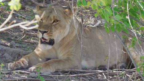 Lioness-Resting-In-The-Wilderness-Of-Okavango-Delta-In-Bostwana---closeup-shot