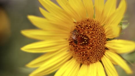 Extreme-close-up-of-honey-bee-collecting-nectar-from-a-sunflower