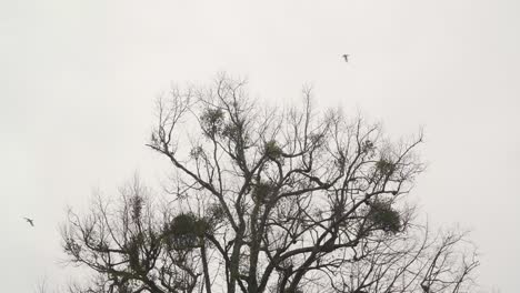 Vista-De-Un-árbol-Espeluznante-Con-Algunos-Pájaros-Volando-En-El-Fondo