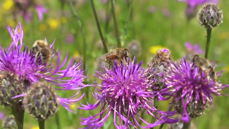 Several-bees-collecting-pollen-from-purple-flowers-in-the-nature,slowmotion-close-up