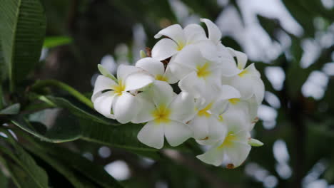 Weiße-Und-Gelbe-Frangipaniblüten