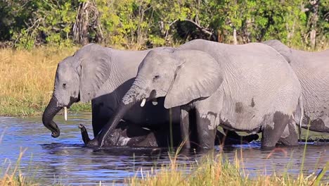 Los-Bebés-Elefantes-Africanos-Juegan-En-El-Agua-A-Los-Pies-De-Los-Adultos