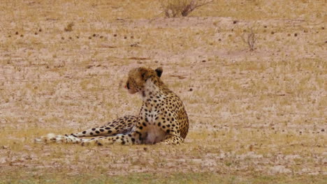 Gepard-Liegt-Auf-Dem-Boden,-Leckt-Sich-Das-Maul-Und-Schaut-Sich-In-Südafrika-Um