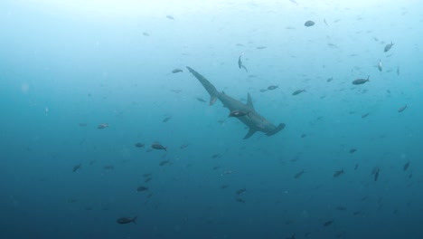 Un-Solo-Tiburón-Martillo-Moviéndose-Lentamente-En-El-Arco-De-Darwin-En-Las-Islas-Galápagos