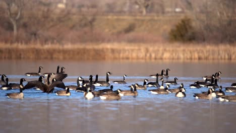 Flock-of-Canada-Geese-in-water,-in-slow-motion
