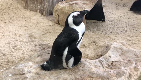 Pingüino-Africano-En-Un-Hábitat-Interior-Del-Zoológico-Público-De-Dos-Océanos-En-Ciudad-Del-Cabo,-Sudáfrica
