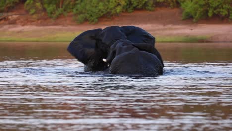 Two-African-Bush-Elephants-tussle-in-the-Chobe-River,-Botswana-Africa