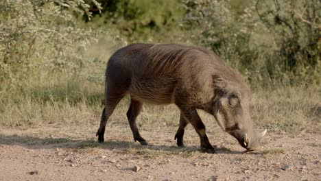 Warthog-wild-pig-looking-for-food-on-ground