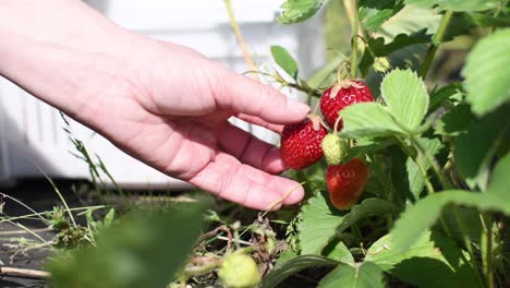 red-fresh-strawberry-bunch-natural-biological-picked-un-woman-hand-with-a-white-plastic-case-in-the-green-garden-during-a-day-of-harvest-in-spring