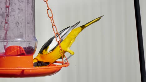 Adult-male-Bullock's-Oriole-eating-from-a-backyard-jelly-feeder