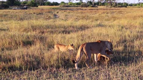 An-African-lioness-greets-her-cub-hiding-in-grass,-Okavango-savanna