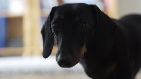 Close-portrait-shot-as-a-cute-black-coated-dachshund,-sousage-dog-looking-in-the-camera