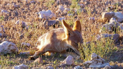 Black-Backed-Jackal-Resting-On-The-Ground-Surrounded-By-Rocks-And-Basking-In-The-Beautiful-Morning-Light-In-Kalahari,-Africa