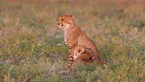 Loving-female-cheetah-and-cubs-relaxing-and-grooming-each-other-at-dusk-in-deception-valley