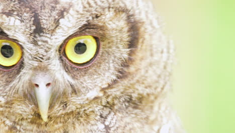 Owl-with-very-big-eyes-looking-up