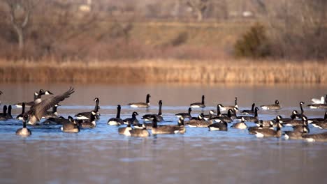 Flock-of-Canada-Geese-in-water,-in-slow-motion