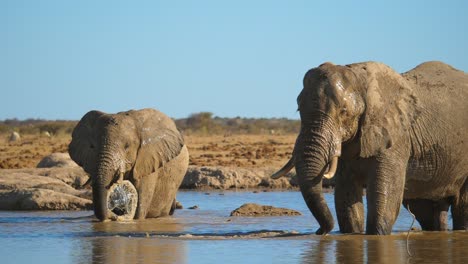 Zwei-Elefanten-Stehen-Im-Wasserloch-Und-Spritzen-Spielerisch-Wasser,-Zeitlupe