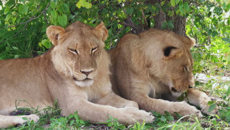 Nahaufnahme-Zweier-Junger-Männlicher-Löwen,-Die-Unter-Einem-Baum-Schutz-Suchen,-Botswana