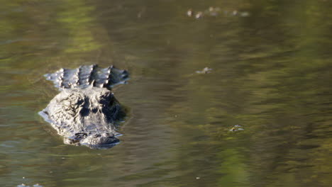 Alligator-Im-Wasser,-Der-In-Die-Kamera-Schaut-Und-Langsam-Blinzelt