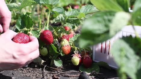 big-mature-red-fresh-strawberry-picking-from-woman-young-clean-hand
