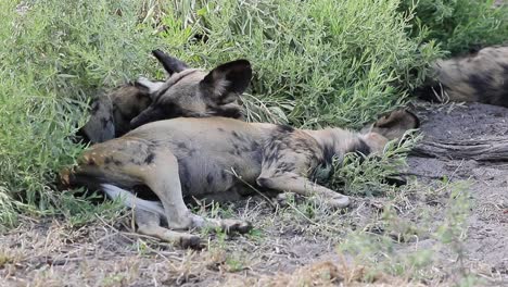 Perros-Salvajes-Africanos-Intentan-Dormir-En-Un-Día-Caluroso-En-El-Delta-Del-Okavango,-Botswana