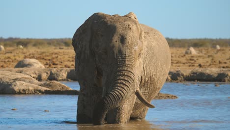 Elefant-Steht-Im-Wasserloch,-Wirbelnder-Rüssel-Bläst-Luftblasen