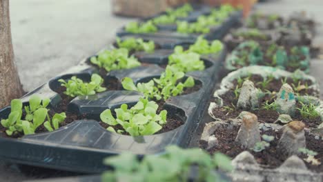 Smooth-tracking-shot-over-sprouting-vegetables-in-trays-outdoor