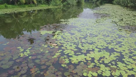 Ducks-feeding-in-water-lily-pods,-lily-pads-in-tropical-Asia