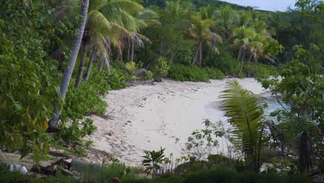 Stunning-Landscape-of-Fiji-Beach-Surrounded-By-Lush-Green-Coconut-Palm-Trees-During-Summer---Sony---wide-shot