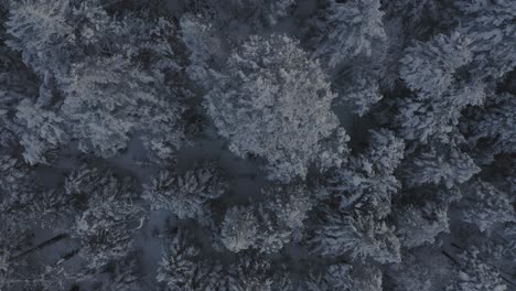 Snow-covered-spruce-trees-on-the-side-of-a-mountain-AERIAL-TOP-DOWN
