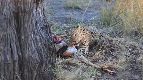 Grafik:-Afrikanischer-Leopard-Frisst-Kürzlich-Getötete-Impalas-Im-Schatten