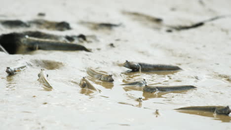 A-group-of-Mudskipper-fish-roll-and-move-in-the-mud-in-the-drying-estuary-during-low-tide