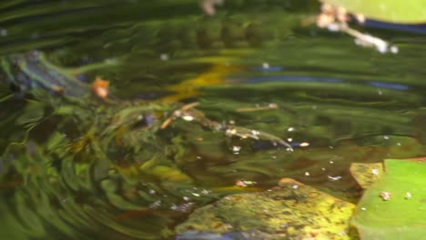 WIld-water-frog-jumping-into-pond-and-swimming-the-fresh-nature,slow-motion