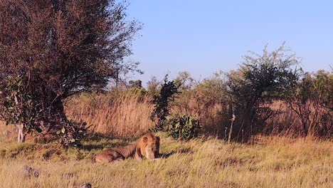 El-León-Africano-Macho-Yace-Tranquilamente-Cerca-De-Los-árboles-En-La-Sabana-De-Botswana.