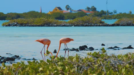 A-Pair-Of-Flamingos-Eating-On-A-Clear-Salty-Flat-In-Kralendijk,-Bonaire